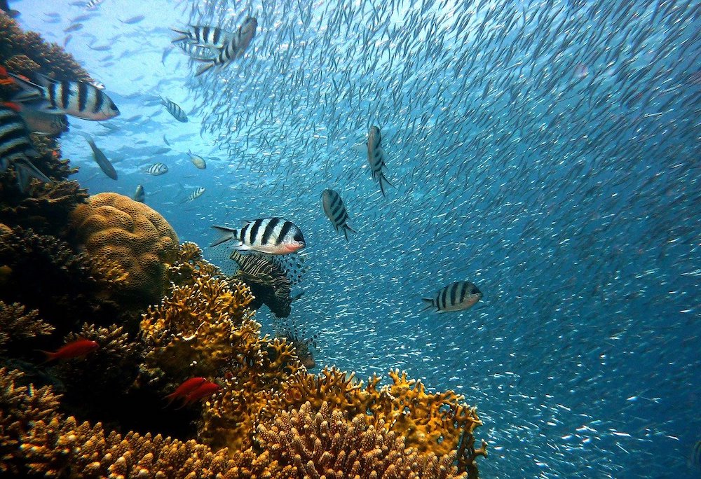 海の生物資源を増やすための環境づくり