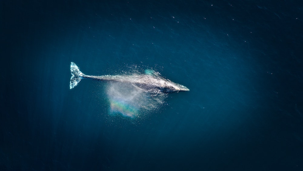 捕鯨問題で日本が世界に発信すべきこと